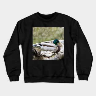 Mallard duck on a log Crewneck Sweatshirt